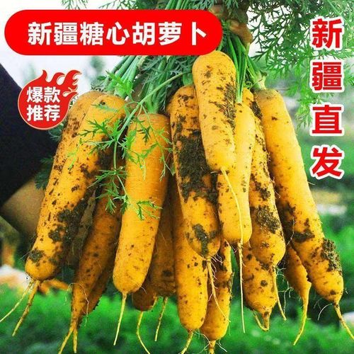 新疆黄胡萝卜新鲜蔬菜黄萝卜手抓饭带泥冰糖心黄心产地直发包邮