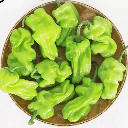皱皮辣椒 云南新鲜虎皮辣椒青辣椒 辣味清脆新鲜蔬菜圆椒