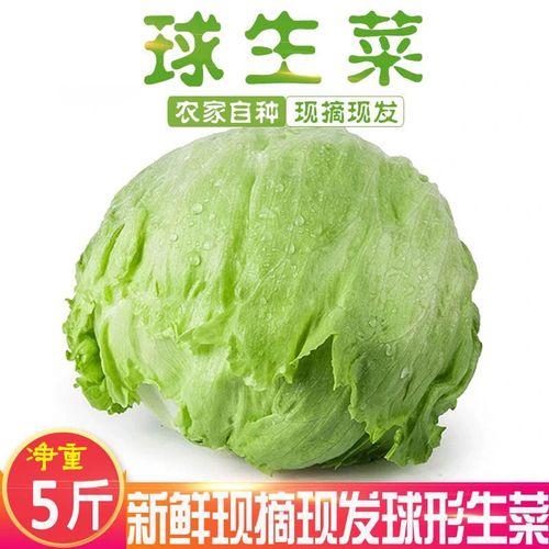 生菜新鲜蔬菜生吃沙拉菜球生菜生菜批发西生菜球形圆生菜现摘现发